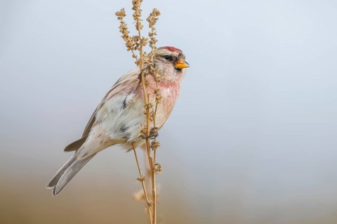 Taigabirkenzeisig, Acanthis flammea flammea Common Redpoll, Acanthis flammea flammea