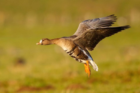 Greater White-fronted Goose (Anser albifrons) flying, North Rhine-Westphalia, Germany