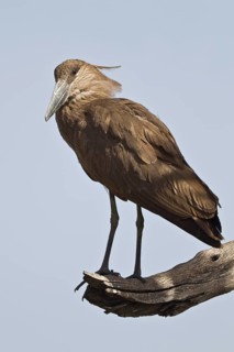 Hamerkop (Scopus umbretta), Masai Mara, Kenya