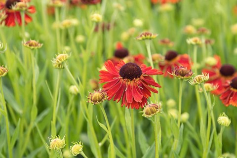 Sunflower (Helenium 'Moerheim Beauty')