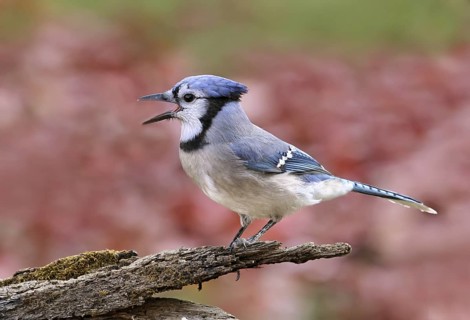 Blue Jay (Cyanocitta cristata), Saskatchewan, Canada