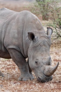 Southern white rhinoceros (Ceratotherium simum simum), adult male feeding on dry grass, foraging,