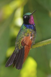 Garnet-throated Hummingbird (Lamprolaima rhami) male, Guatemala