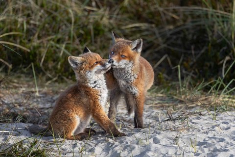 The peaceful impression is deceptive, the red fox pup (Vulpes vulpes) on the right has placed its