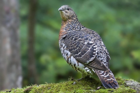 Western Capercaillie (Tetrao urogallus) female, Bavaria, Germany