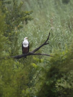 African Fish Eagle (Haliaeetus vocifer), Kruger National Park, South Africa