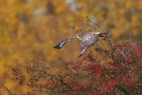 Common Buzzard (Buteo buteo) taking flight, North Rhine-Westphalia, Germany