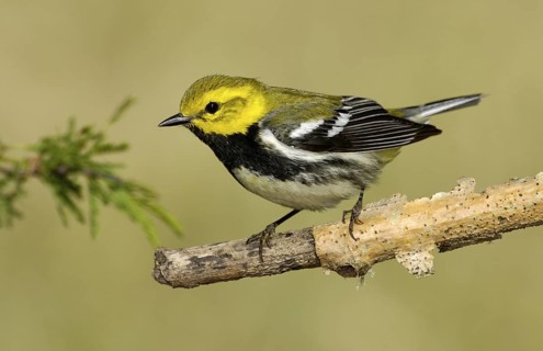 Black-throated Green Warbler (Setophaga virens), Texas, USA