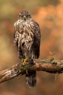 Northern Goshawk (Accipiter gentilis) juvenile, Utrecht, Netherlands