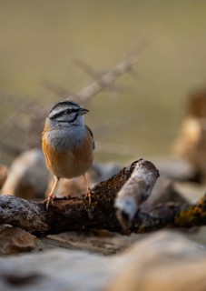 A striking image of a Rock Bunting (Emberiza cia) elegantly perched on a weathered branch against a