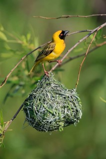 Masked Weaver (Ploceus velatus), adult, male, at the nest, alert, Pilanesberg National Park, North