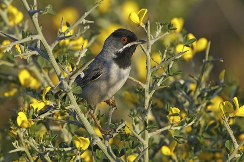 Rüppell's Warbler (Sylvia ruppeli) male, Silifke, Turkey