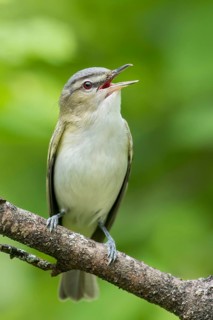Red-eyed Vireo (Vireo olivaceus) perched on a branch in Ontario, Canada