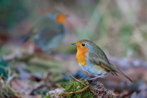European Robin (Erithacus rubecula), North Rhine-Westphalia, Germany