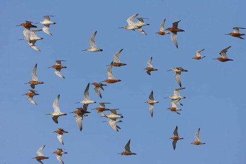 Bar-tailed Godwit (Limosa lapponica) flock flying, Netherlands