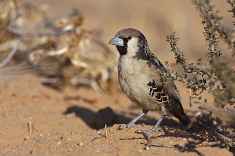 Sociable Weaver (Philetairus socius), Northern Cape, South Africa