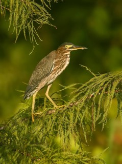 Green Heron (Butorides virescens), Texas, USA
