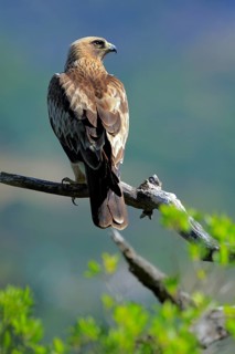 Booted Eagle (Hieraaetus pennatus) male, Andalusia, Spain