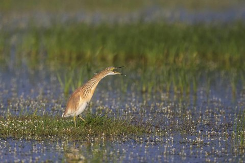 Squacco Heron (Ardeola ralloides) foraging, Greece