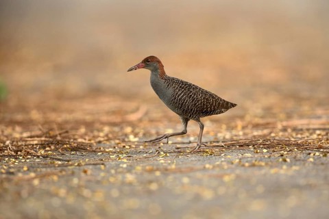 Slaty-breasted Wood Rail (Aramides saracura), Pahang, Malaysia