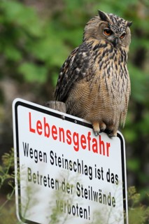 Eurasian Eagle-Owl (Bubo bubo) on warning sign, North Rhine-Westphalia, Germany