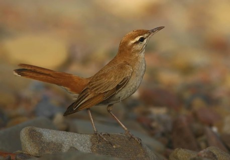 Rufous-tailed Scrub Robin (Cercotrichas galactotes), Alcoutim, Portugal