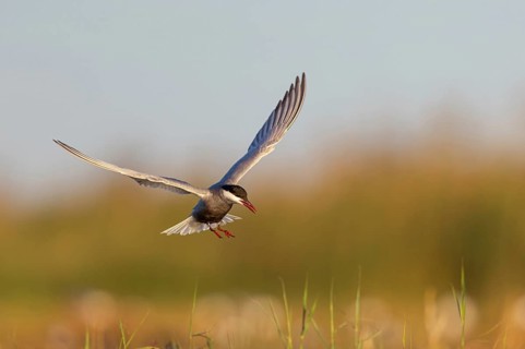 White-bearded Tern, White-bearded Tern, (Chlidonias hybridus), (Chlidonias hybrida), Marsh Tern