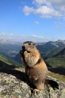 One adult Alpine Marmot, Marmota marmota, sitting erected on a rock, feeding on something. A valley