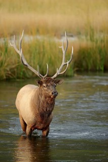 Wapiti (Cervus canadensis, Cervus elaphus canadensis), male crossing a river, Yellowstone National