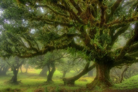 Europe, Portugal, Madeira, laurel forest, laurel trees, Fanal, Madeira, Portugal
