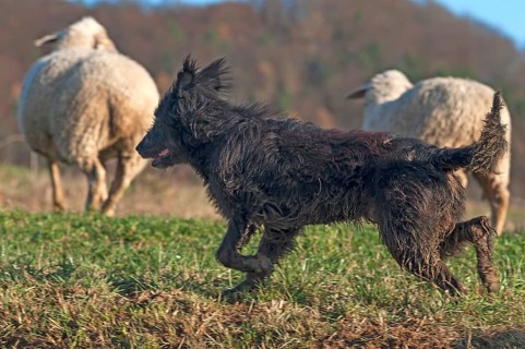 Dog, a Strobel, Old German Shepherd, herding the sheep (Ovis) together, Egloffstein, Upper