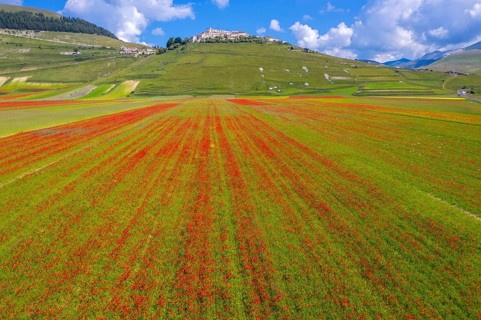 The lentil bloom in Castelluccio di Norcia, nestled in the Sibillini Mountains of the Italian