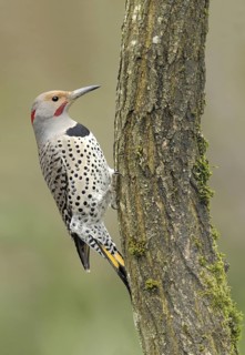 Northern Flicker (Colaptes auratus auratus), British Columbia, Canada