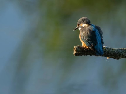 Kingfisher (Alcedo atthis) sitting on an old branch, perch and looking for prey, blue water behind,