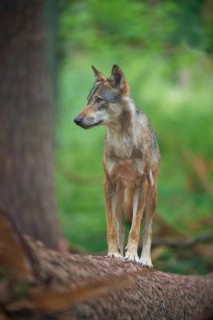 European gray wolf (Canis lupus), standing on tree trunk in forest, Germany