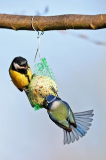 Great tit (Parus major) and blue tit (Cyanistes caeruleus, syn.: Parus caeruleus), two birds at a