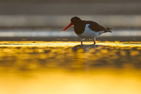 Eurasian Oystercatcher (Haematopus ostralegus), North Rhine-Westphalia, Germany