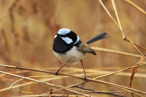 Superb Fairywren (Malurus cyaneus) male, Australian Capital Territory, Australia