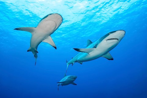 Underwater photo three Grey reef sharks (Carcharhinus amblyrhynchos) predator swim through open