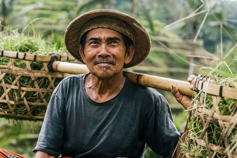 An Indonesian man, in traditional attire, transports freshly harvested rice plants in a rural area
