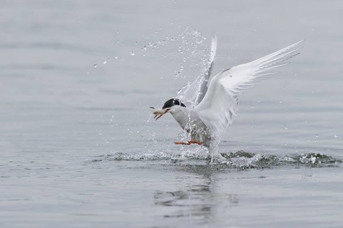 Common Tern (Sterna hirundo) flying, Lower Saxony, Germany