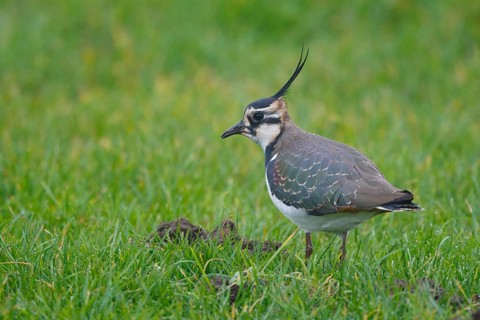 Northern Lapwing (Vanellus vanellus), Netherlands