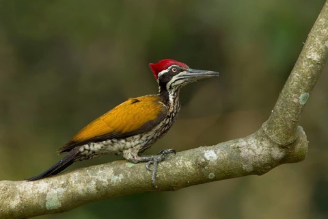 Greater Flameback (Chrysocolaptes guttacristatus) male perched on a branch, Darjeeling, India