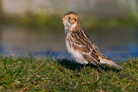 Lapland Longspur Winter Plumage (Calcarius lapponicus) - Victoria BC, Canada