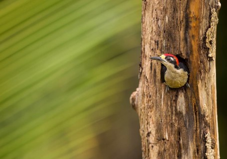 Black-cheeked woodpecker in rainforest