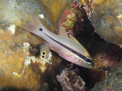 Eye-shadow cardinalfish (Pristiapogon exostigma)