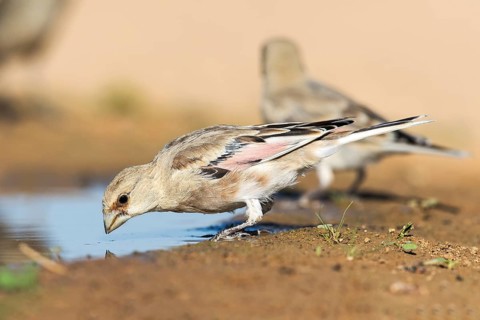 Desert Finch (Rhodospiza obsoleta) male juvenile, Eilat, Israel
