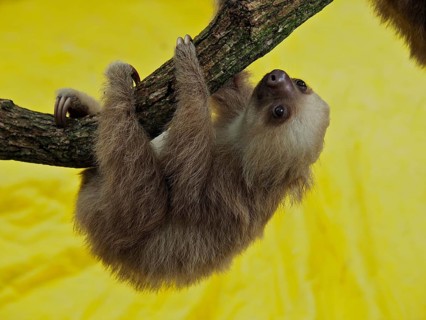 Hoffmann's two-fingered sloth (Choloepus hoffmanni)