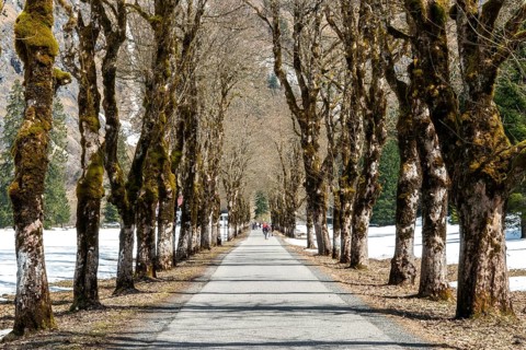 Allee mit Sycamore, Oytalstraße, Oytal, Oberstdorf, Oberallgäu, Allgäu, Bavaria, Germany