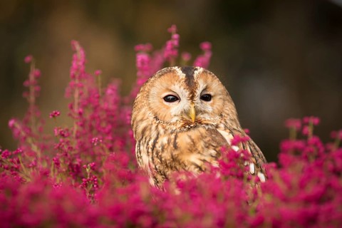 Tawny Owl (Strix aluco) captive, Germany